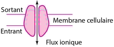 Quelques types de récepteurs protéiques physiologiques et pharmacologiques