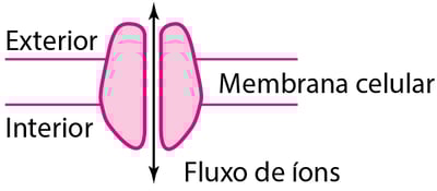 Alguns tipos de proteínas fisiológicas e receptoras de fármacos