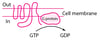 Some Types of Physiologic and Drug-Receptor Proteins