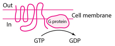 Some Types of Physiologic and Drug-Receptor Proteins