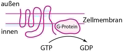 Einige Arten von physiologischen und Arzneimittel-Rezeptor-Proteinen