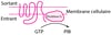 Quelques types de récepteurs protéiques physiologiques et pharmacologiques