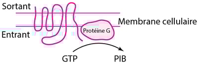 Quelques types de récepteurs protéiques physiologiques et pharmacologiques