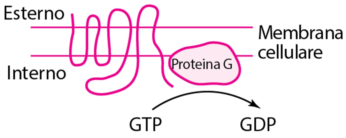 Alcuni tipi di proteine fisiologiche e recettori per i farmaci