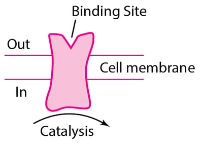 Some Types of Physiologic and Drug-Receptor Proteins