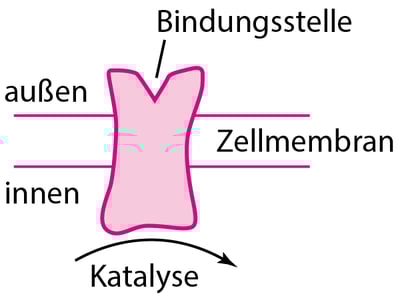Einige Arten von physiologischen und Arzneimittel-Rezeptor-Proteinen