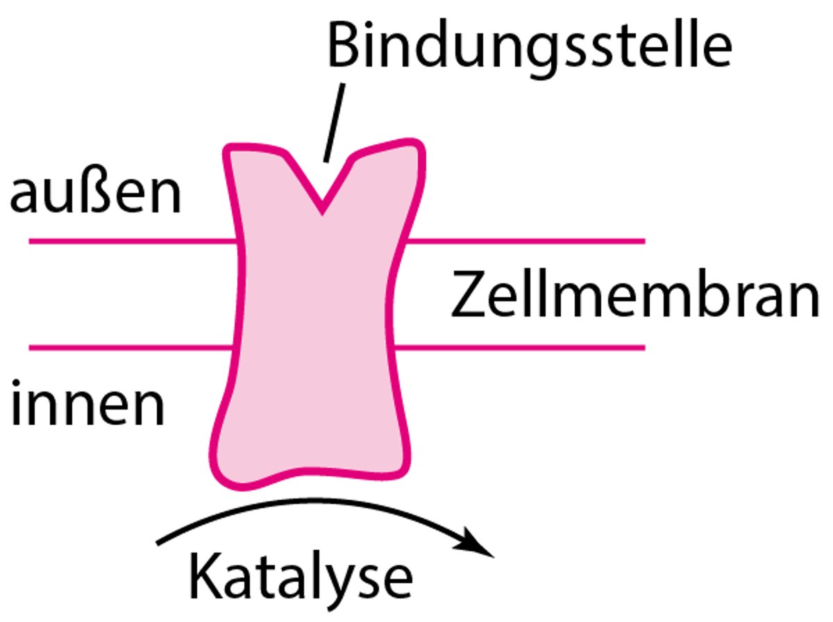 Einige Arten von physiologischen und Arzneimittel-Rezeptor-Proteinen