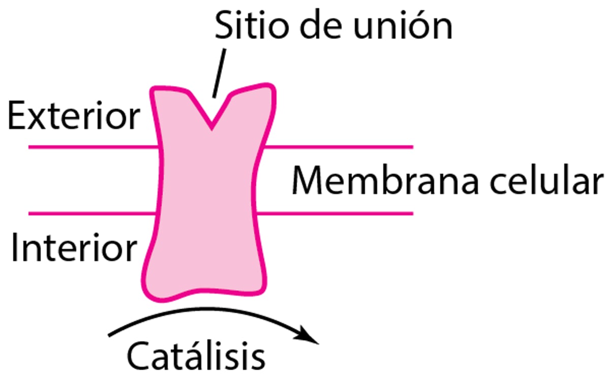 Algunos tipos de proteínas fisiológicas y receptores de fármacos
