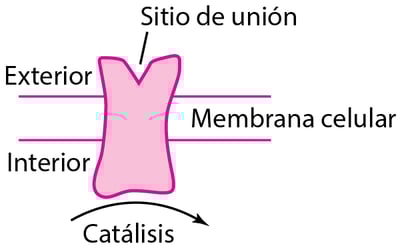 Algunos tipos de proteínas fisiológicas y receptores de fármacos