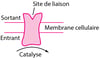 Quelques types de récepteurs protéiques physiologiques et pharmacologiques