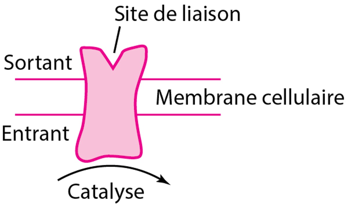 Quelques types de récepteurs protéiques physiologiques et pharmacologiques