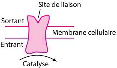 Quelques types de récepteurs protéiques physiologiques et pharmacologiques