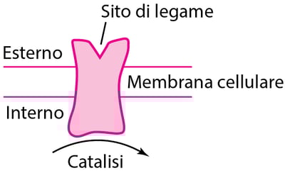 Alcuni tipi di proteine fisiologiche e recettori per i farmaci