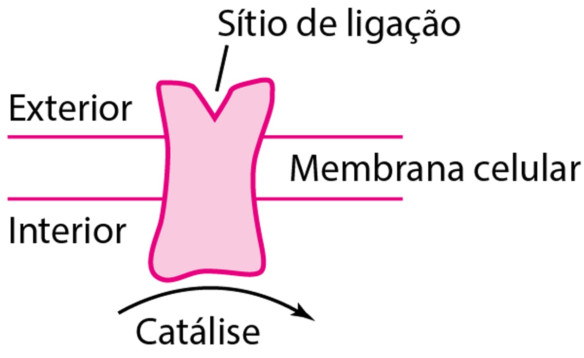 Alguns tipos de proteínas fisiológicas e receptoras de fármacos