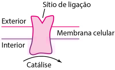 Alguns tipos de proteínas fisiológicas e receptoras de fármacos