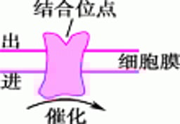 某些生理学的和药物-受体蛋白的类型