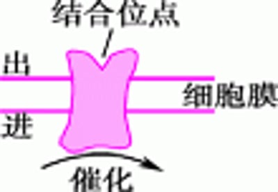 某些生理学的和药物-受体蛋白的类型