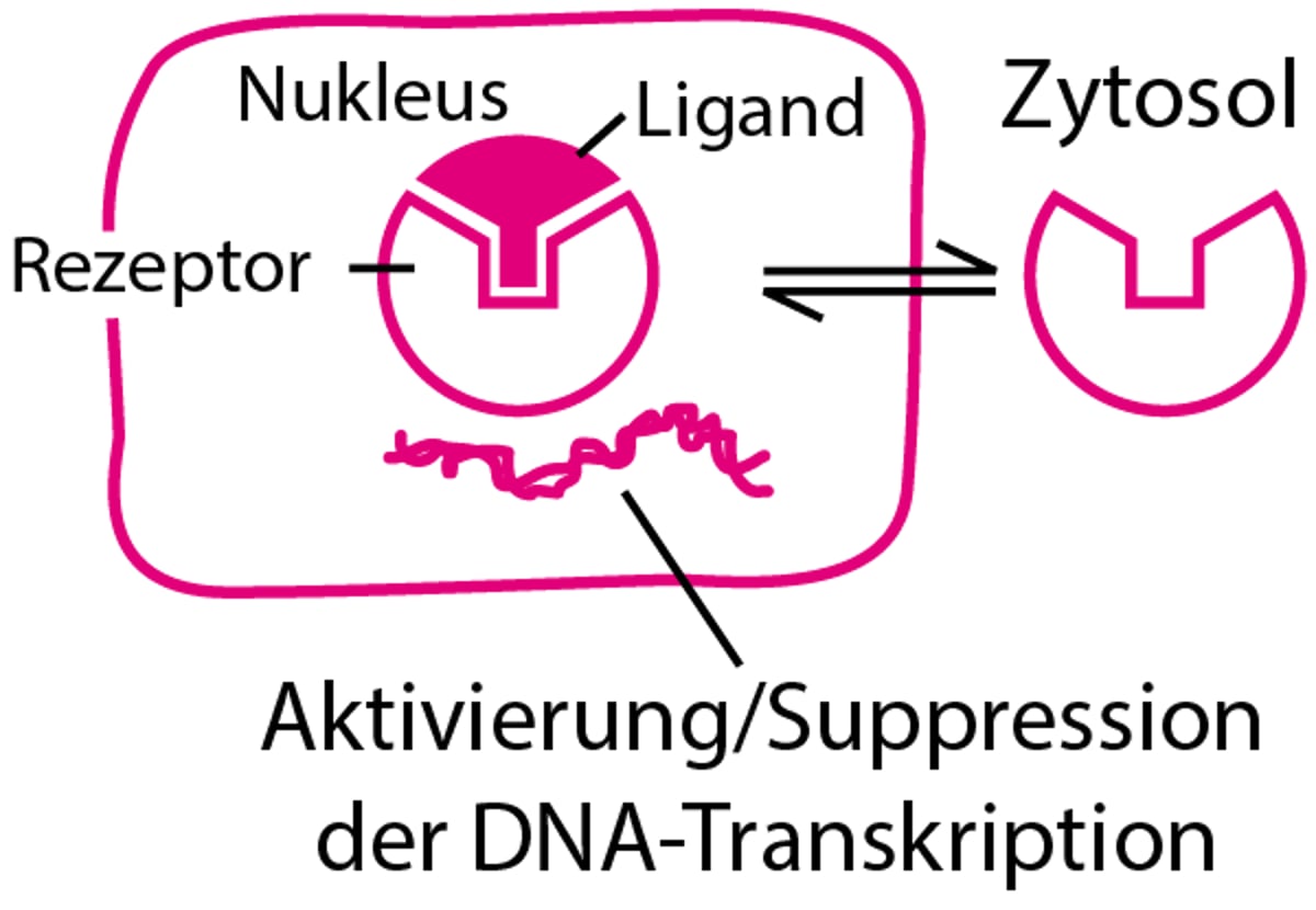 Einige Arten von physiologischen und Arzneimittel-Rezeptor-Proteinen