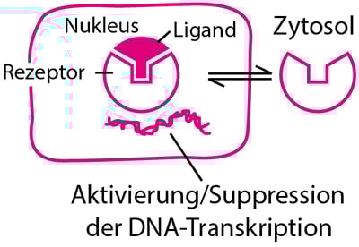Einige Arten von physiologischen und Arzneimittel-Rezeptor-Proteinen