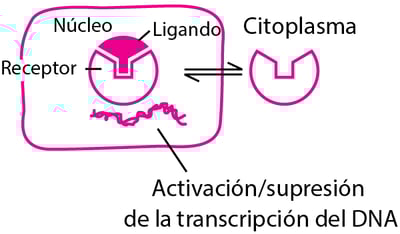 Algunos tipos de proteínas fisiológicas y receptores de fármacos