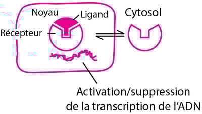 Quelques types de récepteurs protéiques physiologiques et pharmacologiques