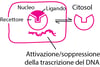 Alcuni tipi di proteine fisiologiche e recettori per i farmaci