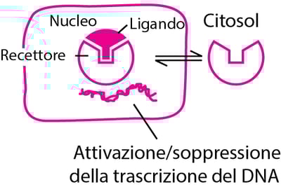 Alcuni tipi di proteine fisiologiche e recettori per i farmaci