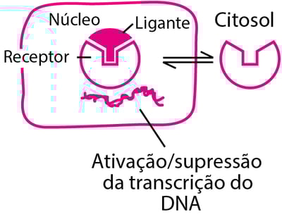 Alguns tipos de proteínas fisiológicas e receptoras de fármacos