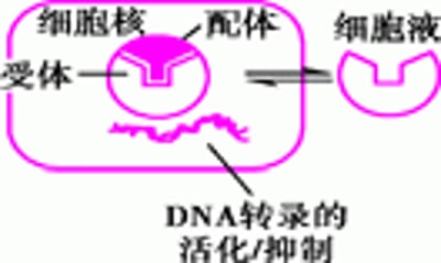 某些生理学的和药物-受体蛋白的类型