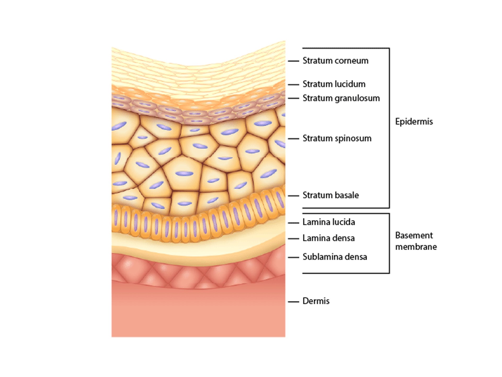 Layers of the Skin