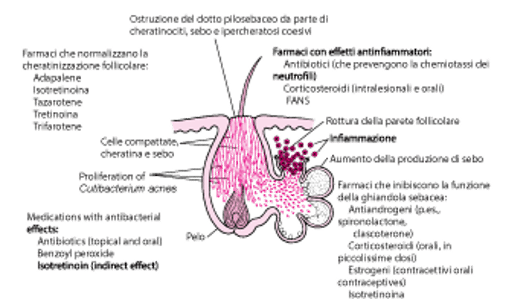 Modalità d'azione dei vari farmaci nel trattamento dell'acne