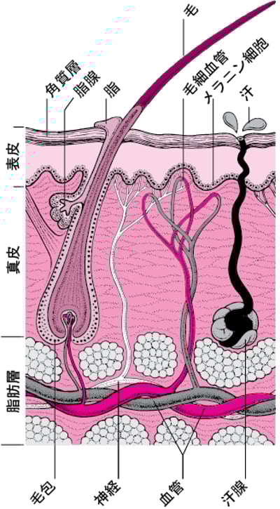 皮膚とその構造物の断面図