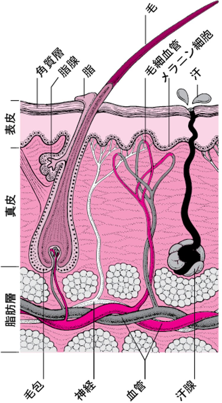 皮膚とその構造物の断面図