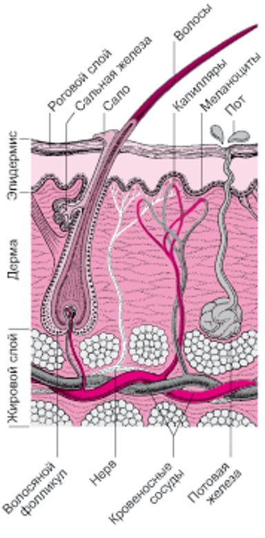 Поперечное сечение кожи и кожных структур