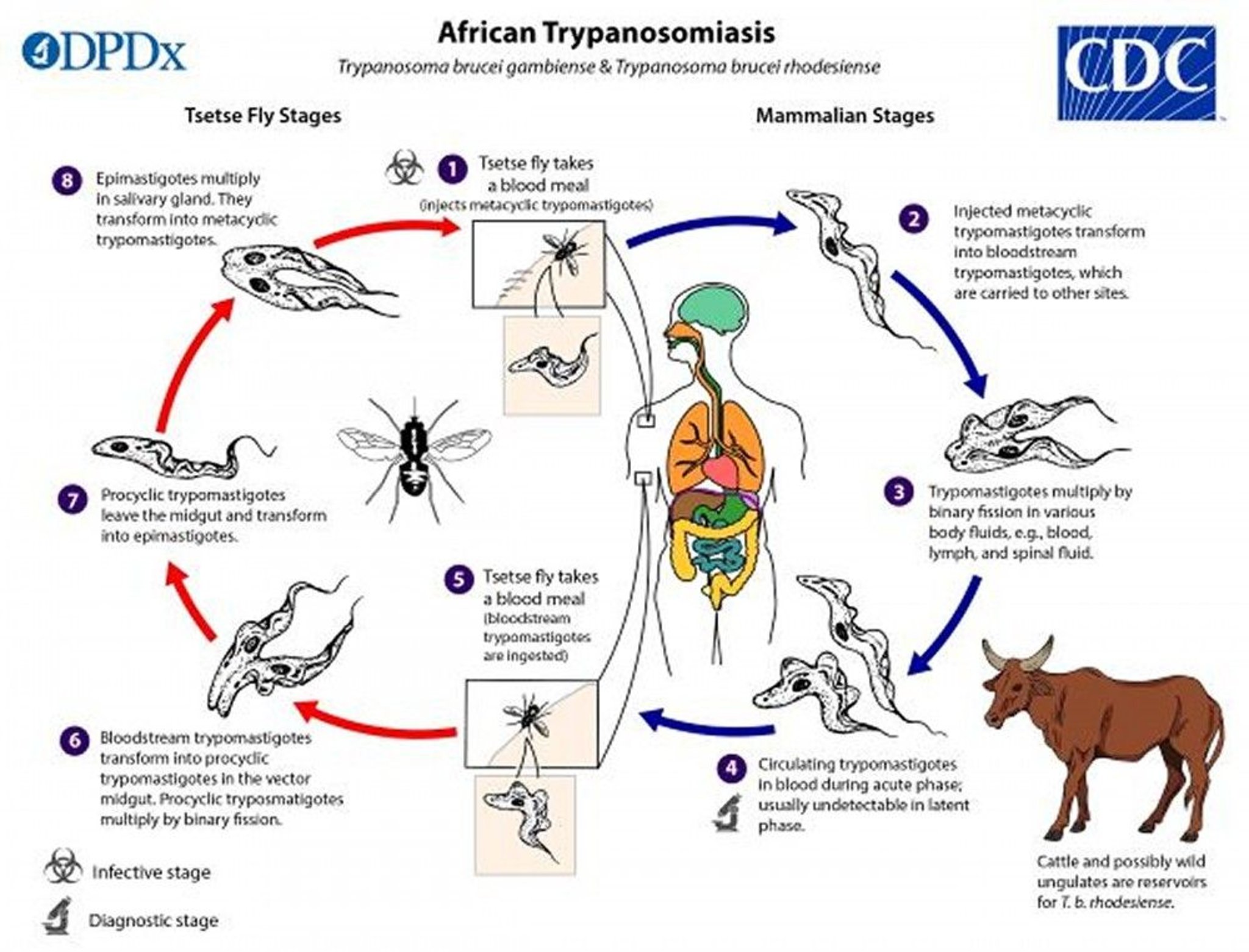 <i >Trypanosoma brucei gambiense</i> and <i >Trypanosoma brucei rhodesiense</i> Life Cycle
