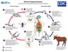 Trypanosoma brucei gambiense and Trypanosoma brucei rhodesiense Life Cycle