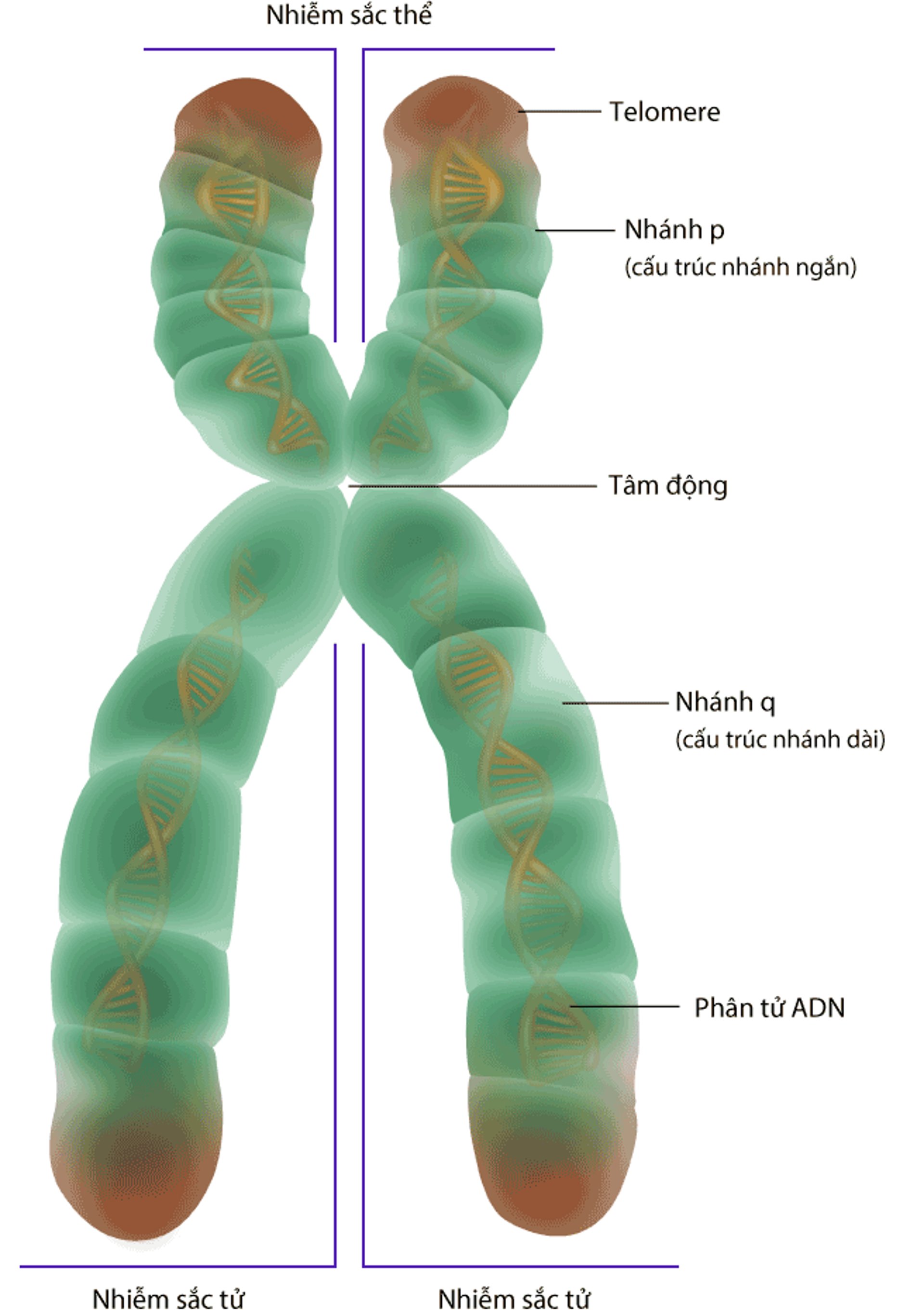 Cấu trúc của nhiễm sắc thể