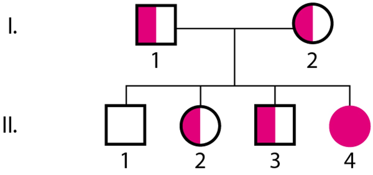 Autosomal-rezessive Vererbung
