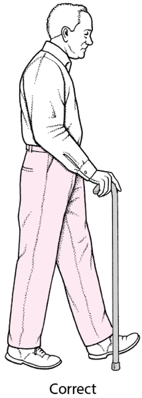 Hauteur correcte de la cane