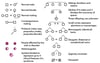 Symbols for Constructing a Family Pedigree