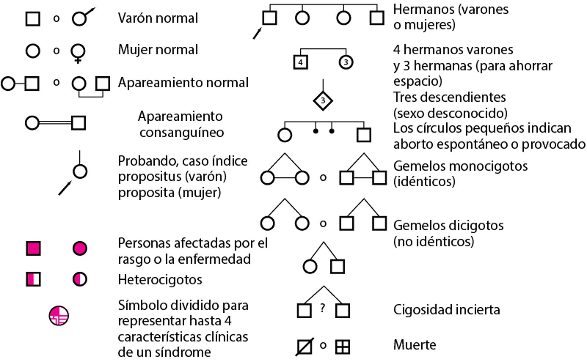 Símbolos para construir un linaje familiar