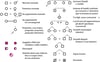 Simboli per costruire l'albero genealogico
