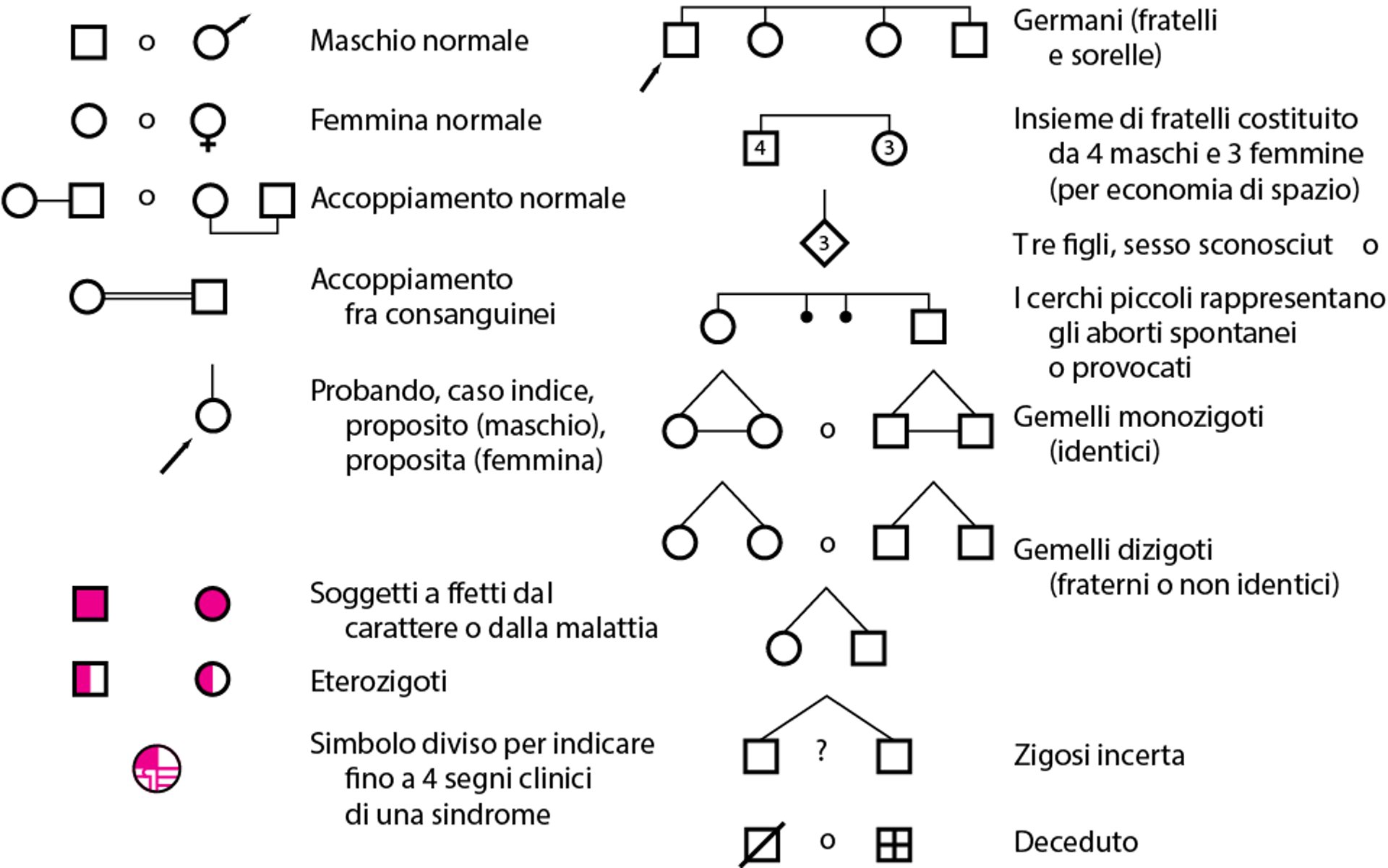 Simboli per costruire l'albero genealogico