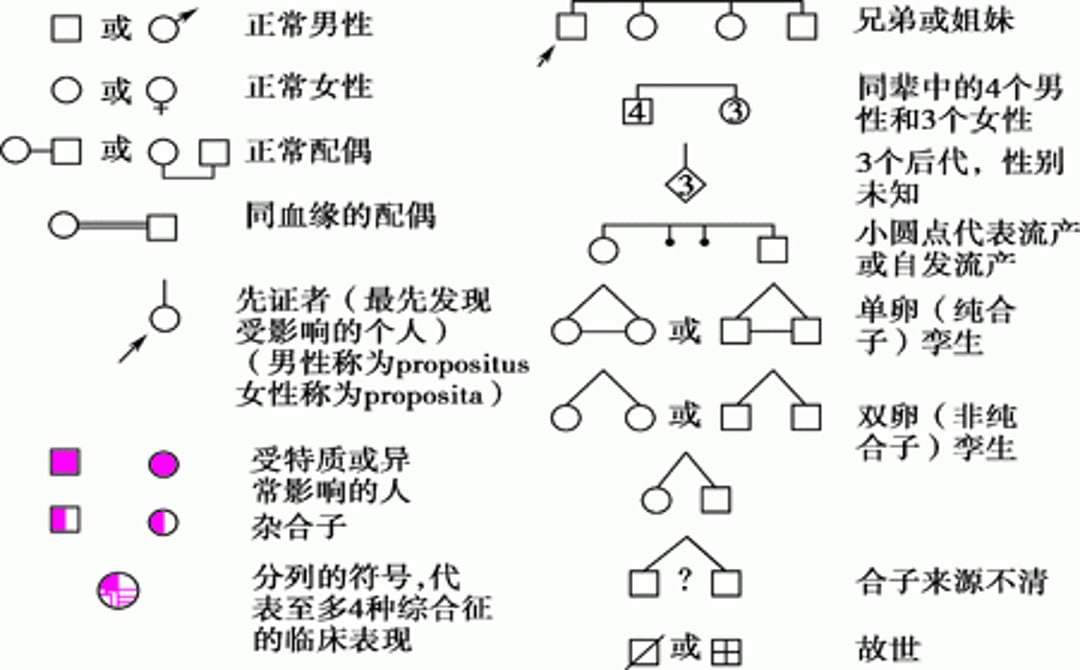 构建家谱谱系的符号