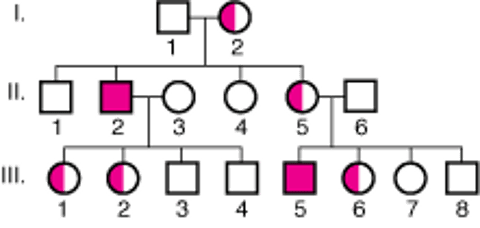 Сцепленное с Х-хромосомой рецессивное наследование