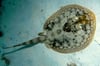 Stingray