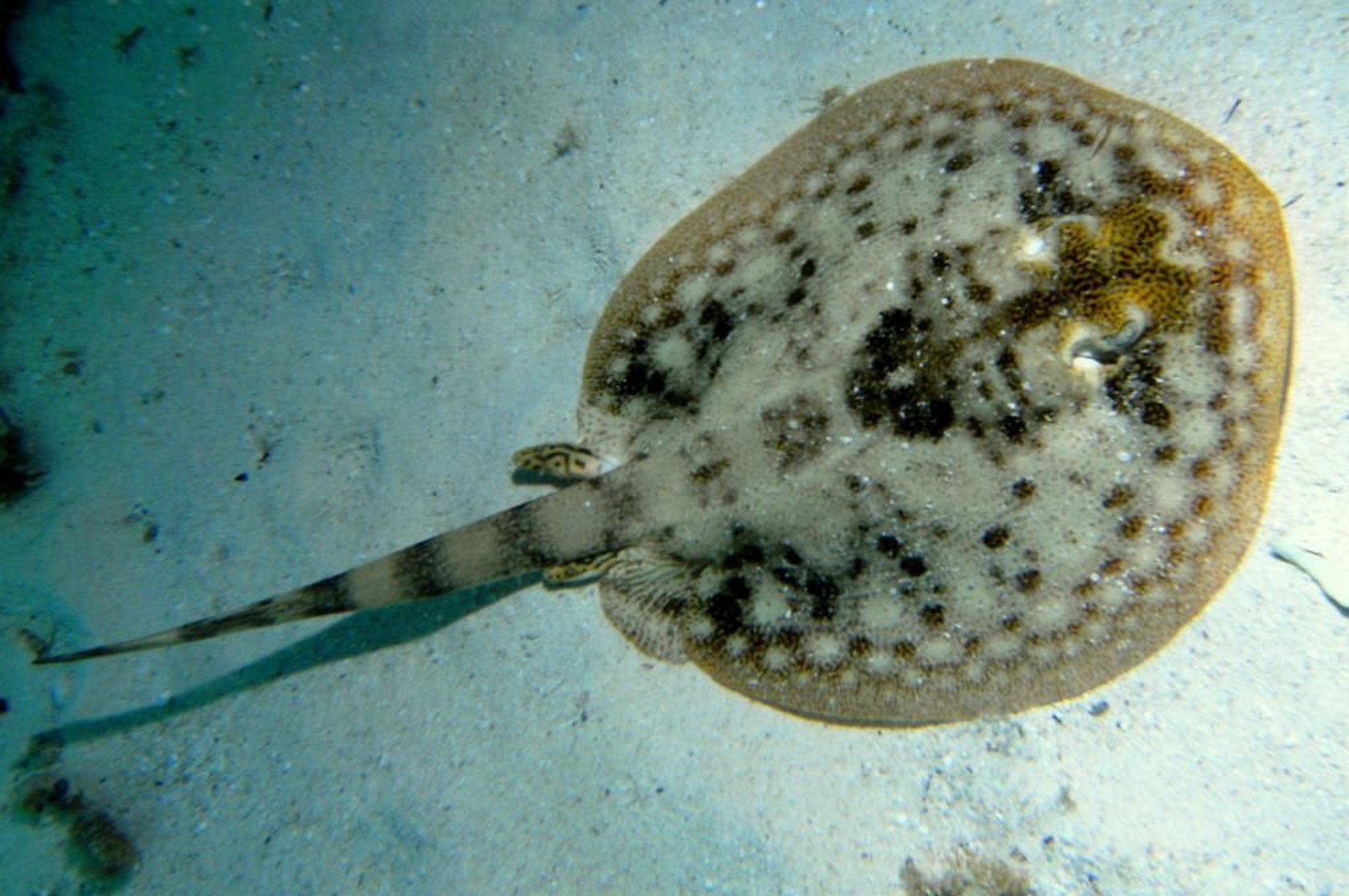 Mantarraya