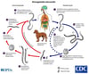 Strongyloides stercoralis Life Cycle