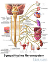 Sympathikus-Innervation