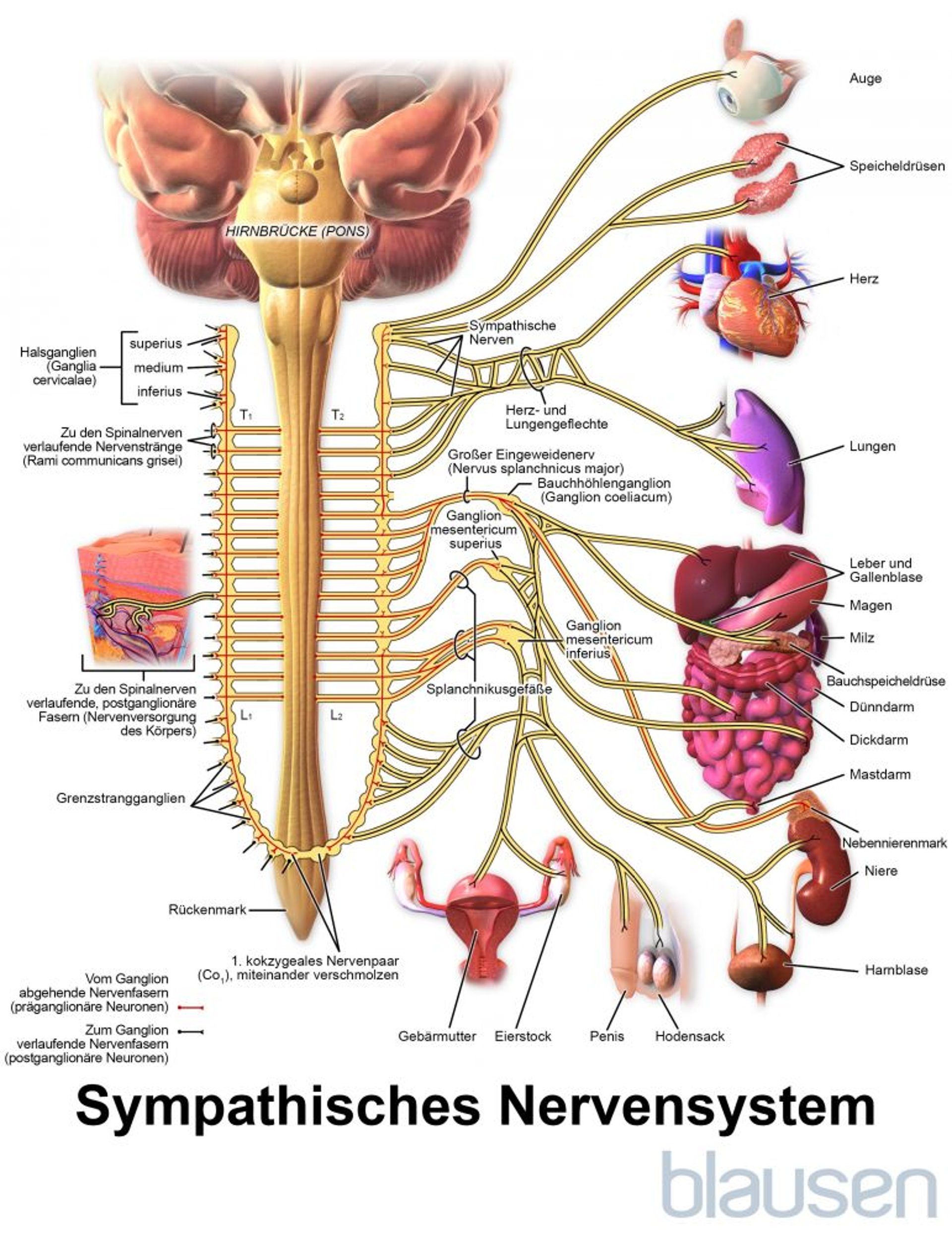 Sympathikus-Innervation